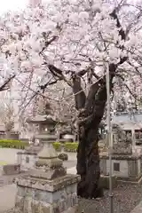 白山神社の自然