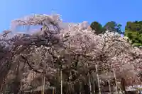 小川諏訪神社の自然