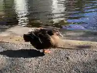 平塚八幡宮(神奈川県)