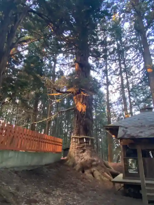 七崎神社の自然