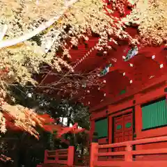 柏原八幡宮の自然