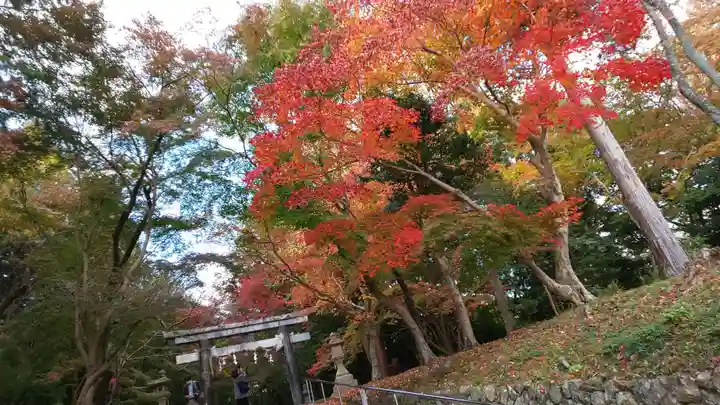 大原野神社の自然