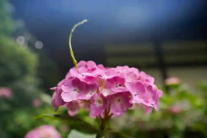 東大寺別院阿弥陀寺(山口県)