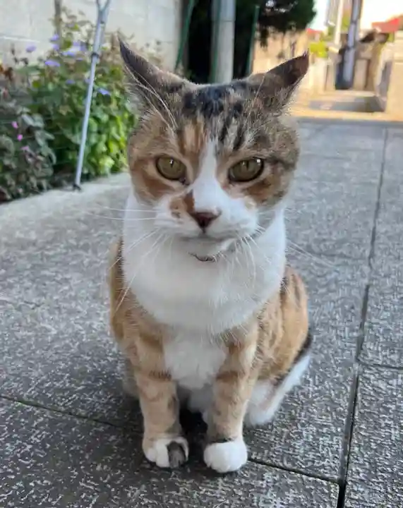 秩父札所十三番 慈眼寺の動物