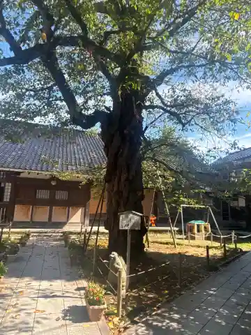 玉竜寺(石川県)
