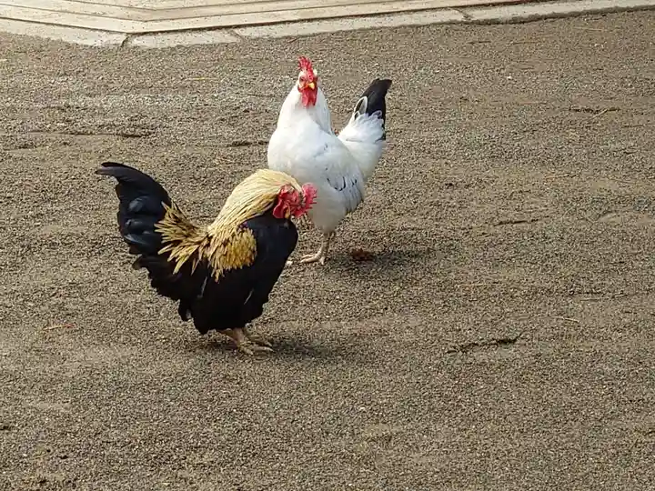 大崎八幡宮(宮城県)