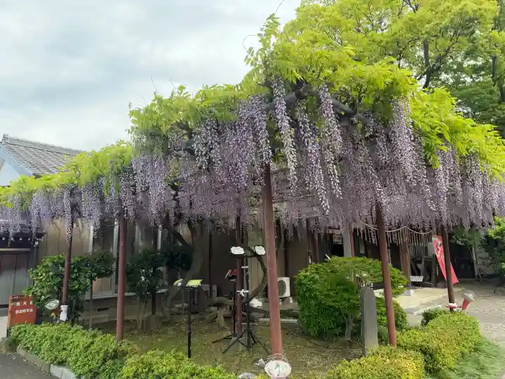 大宮神社の{uncategorized: "未分類", other: "その他", undefined: "問題あり", building: "その他建物", grave: "お墓", sacred_gate: "鳥居", guardian: "狛犬", statue: "像", buddha: "仏像", history: "歴史", nature: "自然", garden: "庭園", animal: "動物", pagoda: "塔", temizu: "手水舎", mountain_gate: "山門・神門", sanctuary: "本殿・本堂", subordinate: "末社・摂社", art: "芸術", scenery: "景色", jizo: "地蔵", ema: "絵馬", goshuin: "御朱印", omikuji: "おみくじ", items: "授与品その他", amulet: "お守り", goshuincho: "御朱印帳", eats: "食事", festival: "お祭り", votive_dance: "神楽", shichigosan: "七五三参", wedding: "結婚式", experience: "体験その他", initially: "初詣", around: "周辺", anti_infection: "感染症対策"}