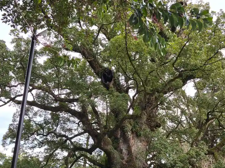 蒲生八幡神社(鹿児島県)