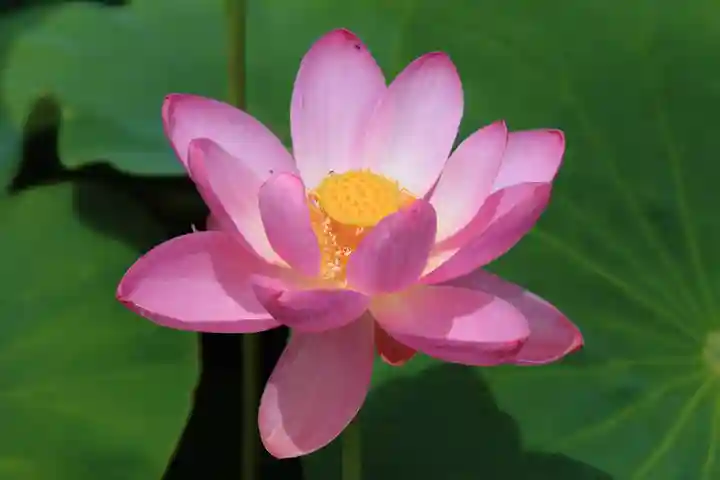 龍興寺(浮見観音)の自然