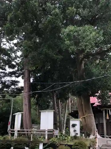 思金神社の自然