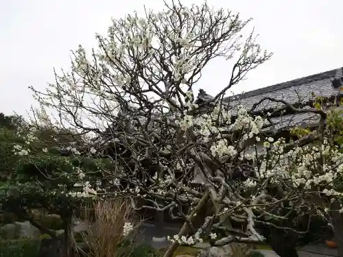 極楽寺（霊鷲山感應院極楽律寺）の自然