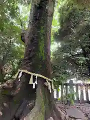 川越氷川神社(埼玉県)