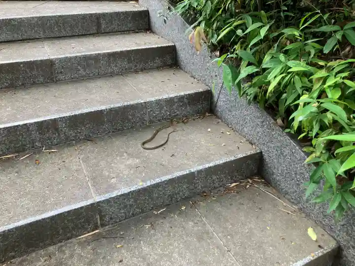 妙覚寺(東京都)