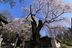 諏訪神社の自然