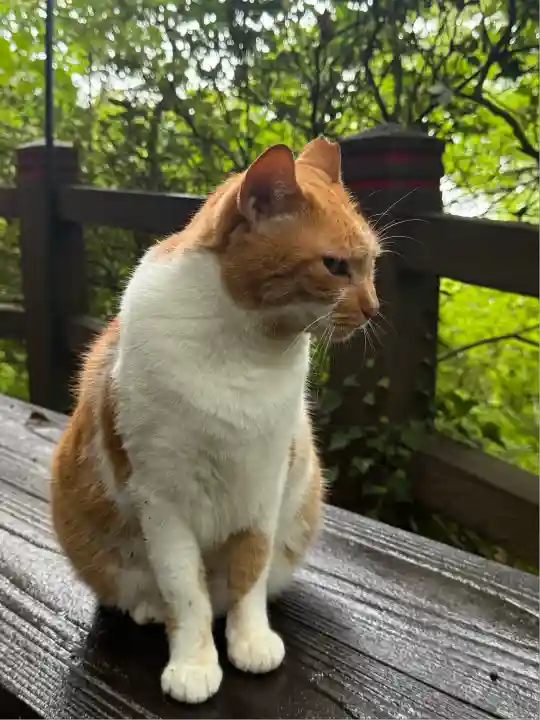 唐澤山神社(栃木県)