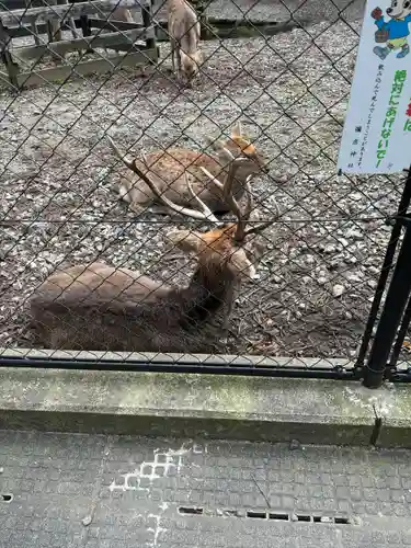 彌彦神社(新潟県)