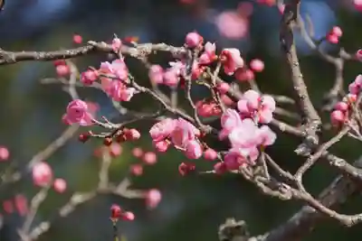 長岡天満宮(京都府)