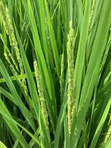 愛知縣護國神社の自然