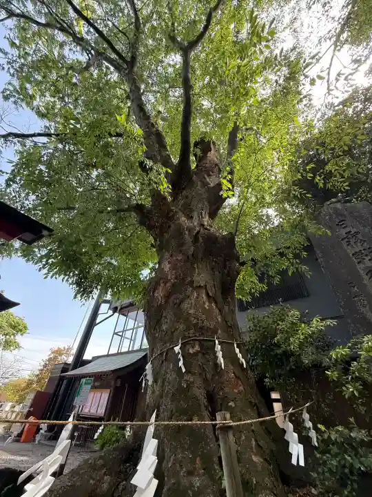 山名八幡宮(群馬県)