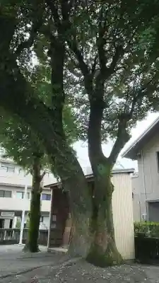 津島神社の自然