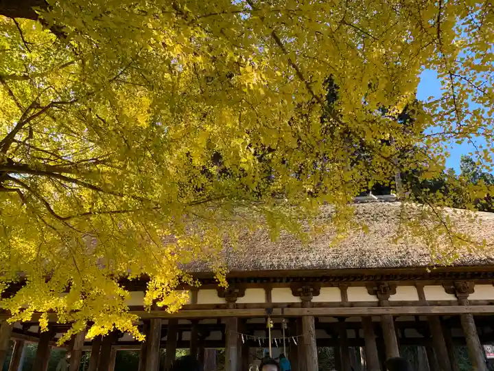 新宮熊野神社の自然