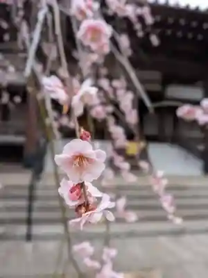 妙法寺(東京都)