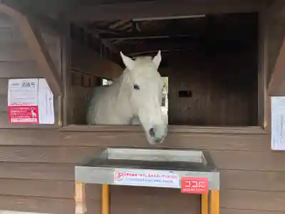鹿児島神宮(鹿児島県)