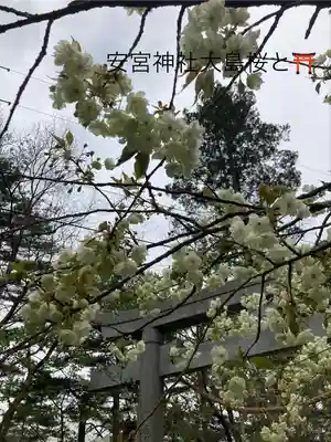 修那羅山安宮神社(長野県)