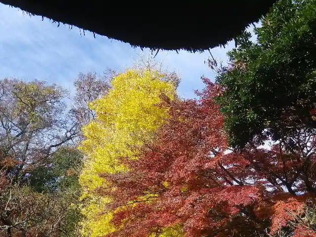 長壽寺(長寿寺)の自然