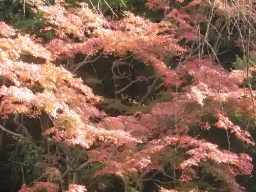 安國論寺（安国論寺）の自然