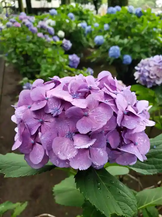 妙法寺(東京都)