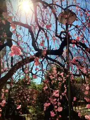 妙法寺(東京都)