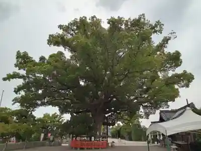百舌鳥八幡宮(大阪府)