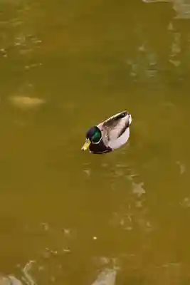 住吉神社(福岡県)