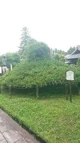 大聖寺（土浦大師不動尊）の庭園