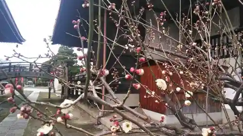 妙顯寺（妙顕寺）の自然