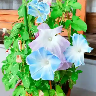 東海市熊野神社のその他建物