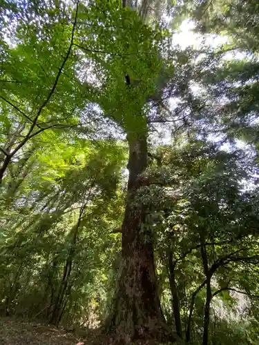 熊野神社の自然