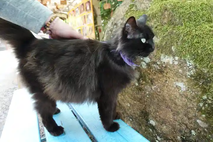 粉河産土神社(たのもしの宮)の動物