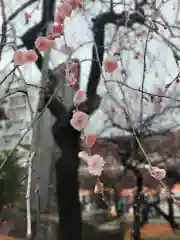 湯島天満宮の自然