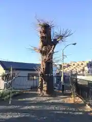 永田春日神社の自然