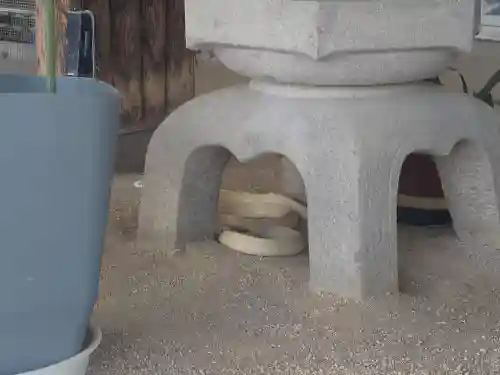 岩国白蛇神社(山口県)