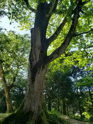見多気神社の自然