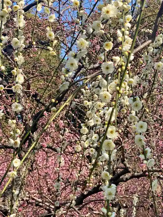 城南宮(京都府)