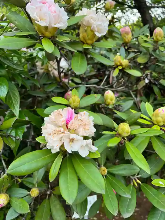 手力雄神社の自然