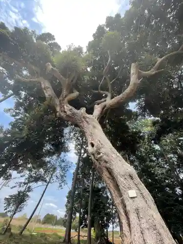大宮神社の自然