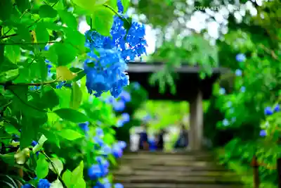 明月院(神奈川県)