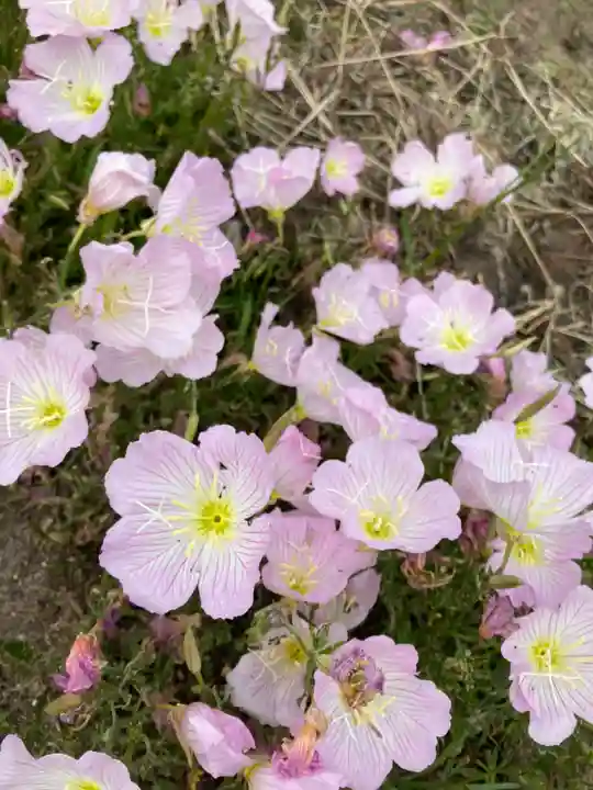 尾上神社の自然