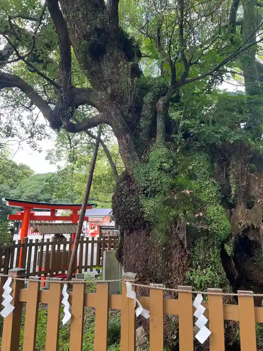 富知六所浅間神社の自然