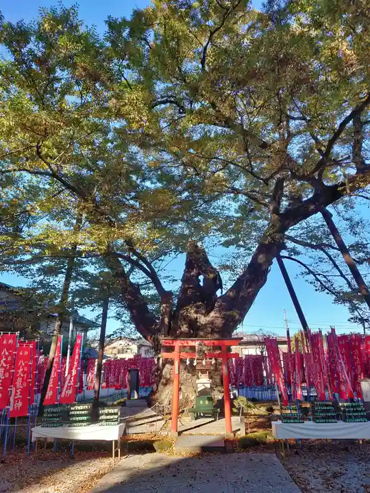 秩父今宮神社(埼玉県)